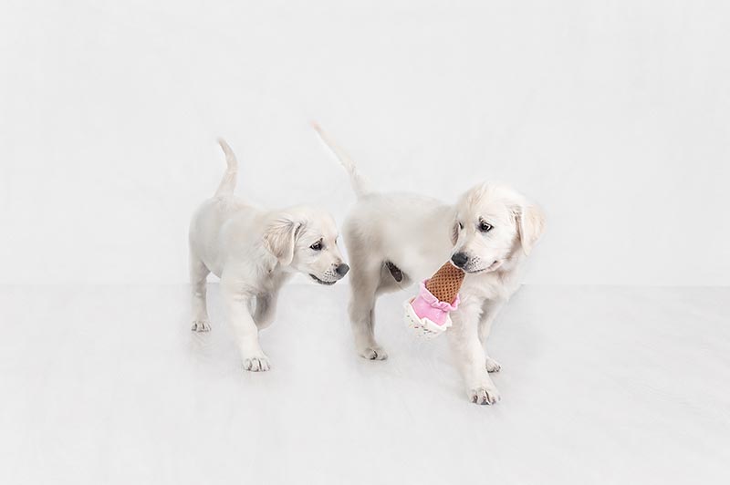 foster puppies k9 photography gold coast