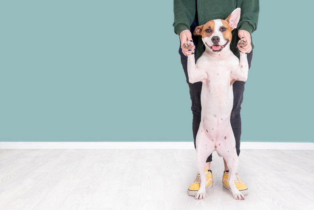 adorable smiling dog standing on hind legs with yellow shoes modern studio pet photography brisbane gold coast australia