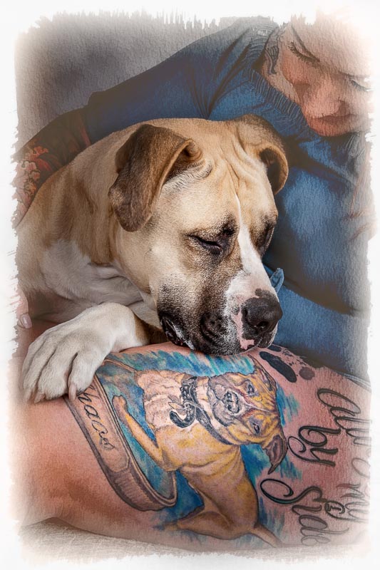 touching fine art dog photography of dog with owner