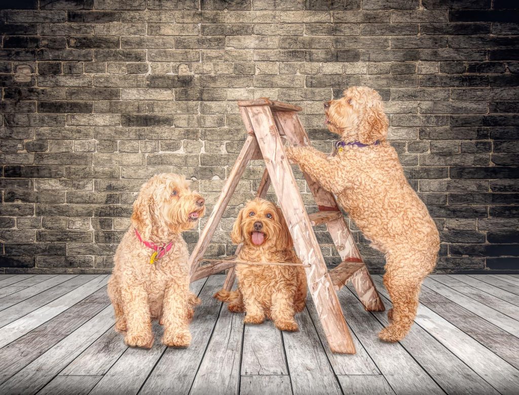 fine art dog photography of poodles
